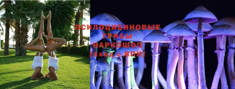 Галлюциногенные грибы Psilocybe  закладки  Берёзовский 